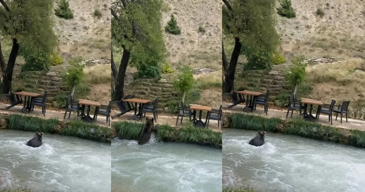 Yavru ayı insanları görünce yüzerek kaçtı