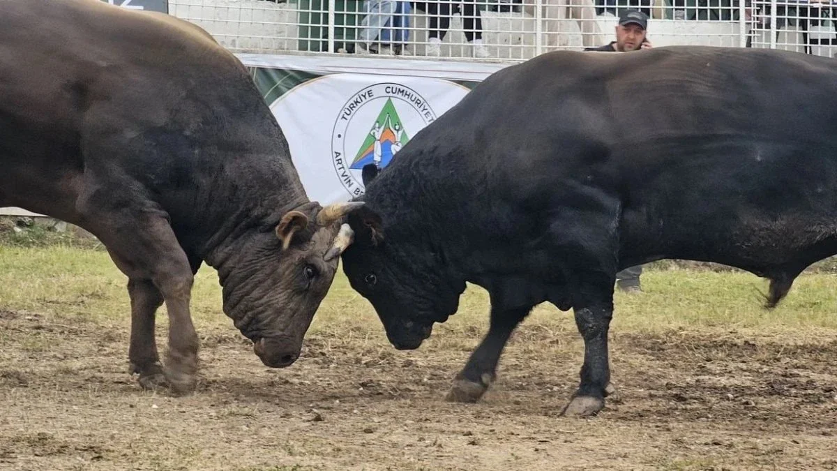 Kafkasör'de boğa güreşleri nefes kesti: 82 yaşındaki ninenin örgüsüyle tribündeki hali ilgi odağı oldu