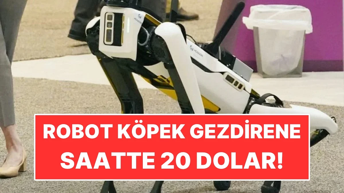 Saatine 20 Dolar Veriyorlar: İş Robot Köpek Gezdirmek!