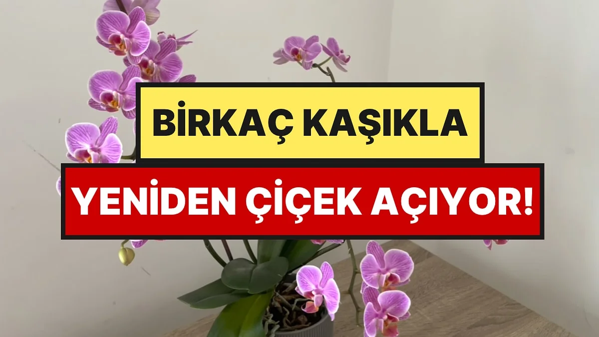 Çiçek Açmayan Orkideye 8 Kaşık Yetiyor: Yeniden Çiçeklenmesini Sağlayan Yöntem