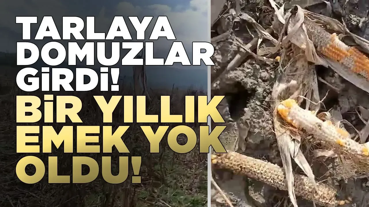 Boyabat’ta yaban domuzları çiftçinin bir yıllık emeğini yok etti