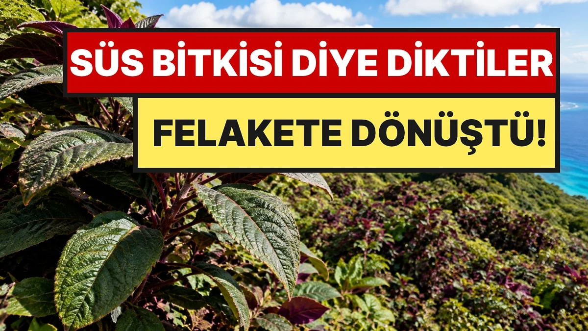 Süs Bitkisi Diye Ektikleri Ağaç, 50 Yıl Sonra Adayı İstila Etti