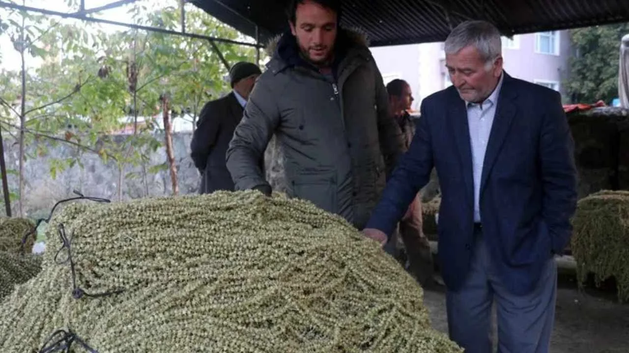 Zahmetli hasat rekor getirdi: Yaşını 40 liraya, kurusunu 4 bin liraya satıyorlar