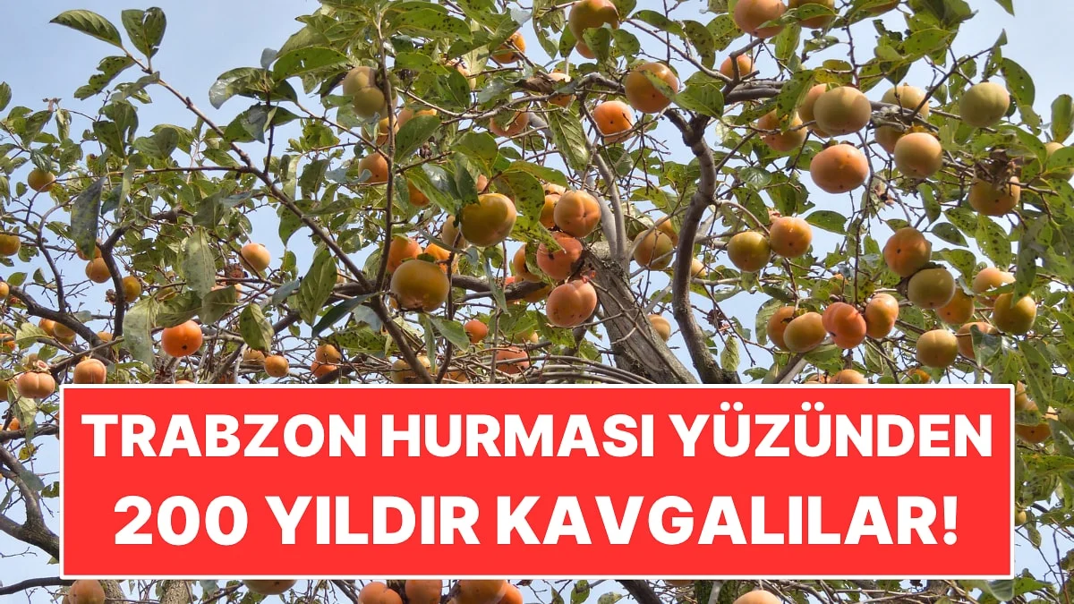 Bir Trabzon Hurması Ağacı Yüzünden 200 Yıldır Kavgalılar