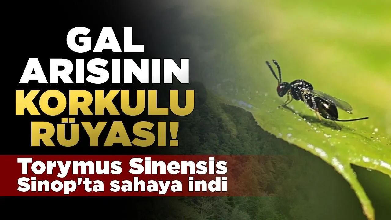 Sinoplular bu böcek sayesinde bu yıl kestane yiyor