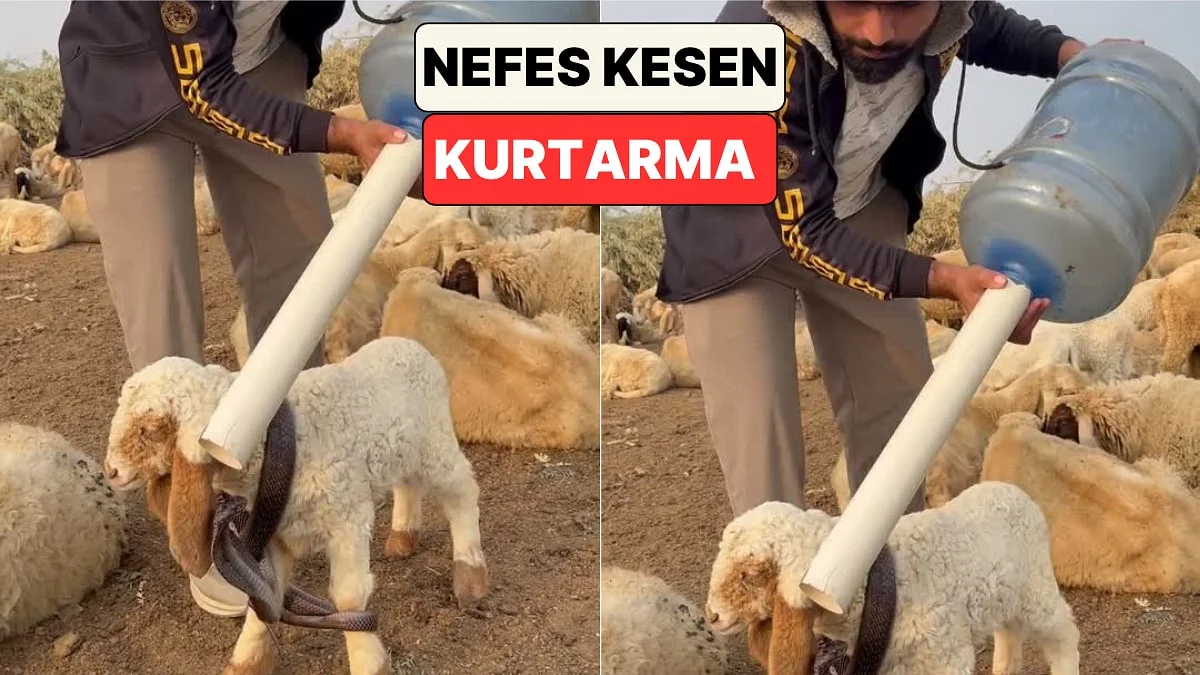 Bir Çoban Kuzunun Gövdesine Dolanan Yılanı Damacanaya Bağlı Boruyla Kurtardı